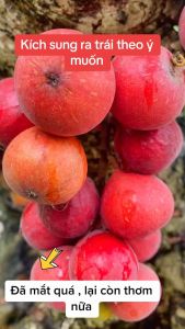 Thuốc kích quả cho các loại cây