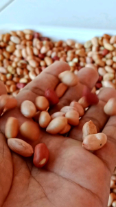 Kacang Tanah Kupas Mentah