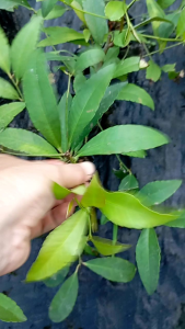 MDC- Ardisia crenata Sapling (Anak Pokok Mata Ayam) Anak Pokok Tanaman Benih Garden Seed Seeds