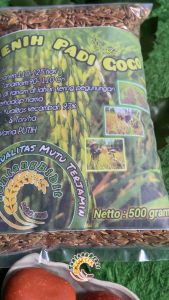 Benih Padi GOGO: 500 Gram Bibit Padi Impor Berkualitas
