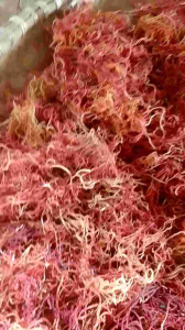 rumput laut merah kering jenis alga 500g