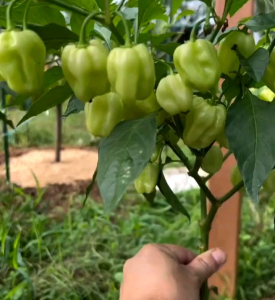 5 BUTIR BIJI/BENIH CABE WHITE GIANT HABANERO