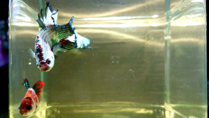Betta fish Pair _Code RKC-11