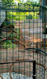 ห่วงขานกกินปลีอกเหลือง นกชมพูสวน 2.6มิล คละสี 5ชิ้น พร้อมส่ง