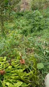 petai tua segar petik pohon 10 papan