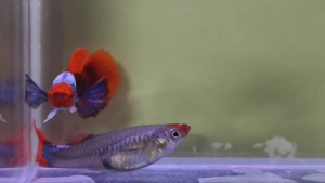 GUPPY DUMBO BIG EAR TUXEDO KOI HIGH GRADE ( RARE)