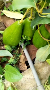 Bibit Alpukat Mentega Jumbo Bisa Ditanam Dataran Rendah Dan Tahan Terhadap Hama Jlat Buah Bisa Mencapai Berat 3kg Lebih Bibit Sudah Hasil Okulasi Berbuah Pendek Dalam Pot Pemesanan Bisa COD Bayar Dirumah