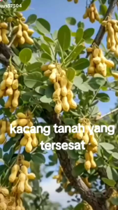 Bibit Kacang Pohon Berbuah Pedek Bisa Dipot Atau Langsung Ditanah Bibit ini Yg Jarang Orang Tahui Hasil Dari Okulasi Dijamin Lebih Cepat Berbuah Bisa Ditanam & Di Dipot Buat Hiasan Rumah Anda Silakan Dicekout Pemesanan Bisa COD Bayar Ditrmpat