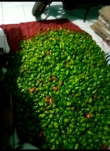 1kg cabai gendot fresh bandung harga sewaktu waktu bisa berubah