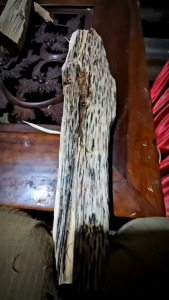 1 Liter serum/inokulan gaharu terbaik membuat gubal gaharu