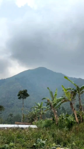 BENIH JAGUNG HIBRIDA UNGGUL  BETRAS 10 KEMASAN 5KG