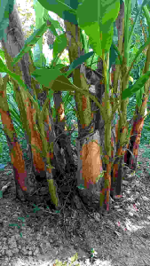 Chuối Cau Giống Siêu Trái 50cm _ 1m(mua 5 tặng 1)