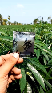 ผงดำKGA ฮิวมิคไออน นวัตกรรมเพื่อเกษตรกรยุคใหม่ ลดต้นทุน เพิ่มผลผลิต ลดปุ๋ยเคมี ชีวิตดีมีกำไร