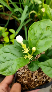 Arabian Jasmine (Jasminum sambac) -  - Pokok Melur Arab - अरबी चमेली का पौधा Arabian Jasmine – Fragrant Blooms Spiritual Use Easy Care Evergreen Shrub Balcony Friendly LIVE PLANT