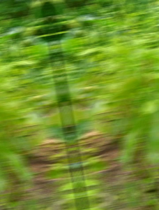 กิ่งตอนผักหวานป่า 10 กิ่งแถม 1 กิ่ง (ชุดเล็ก)