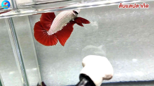 ปลากัดเรดดราก้อน มังกรแดง | !ส่งฟรีมีปลายทาง | ลับแลปลากัด