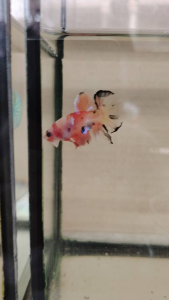 Haftmoon Plakat Betta Fish B1 - Celio koi