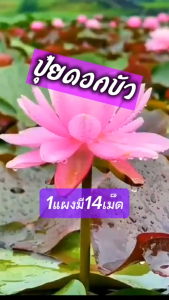 ปุ๋ยบัว เม็ด ปุ๋ยบัวแท้ ปุ๋ยไม้น้ำ ตรา Groden Flowers มี 2 สูตร คือ สูตรแตกหน่อ สมบูรณ์ และ สูตรเร่งดอก ใช้ดี ใช้ง่าย เห็นผลไว 1แผงมี14เม็ด Aomamgarn