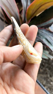 Sedotan Once Pipa Rokok Tanduk Kerbau Ukuran-10cm