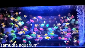 pasir malang merah media tanaman da aquarium