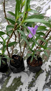Pokok Bunga Ruellia/Bunga Kencana/Bunga Pletekan Calor Purple/Pink/White