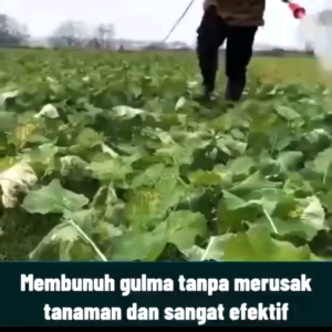 KILL GRASS PANDA HERBICIDES 1Liter Pembunuh Gulma Pembasmi Rumput Liar (Beli 3 Gratis 1)