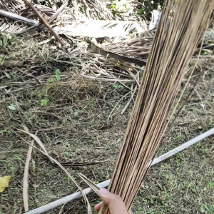 ไม้กวาดกานมะพร้าว