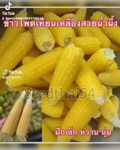 เมล็ดข้าวโพดเทียนเหลืองฮันนี่ บรรจุ 300-400 ฝักเล็กเมล็ดรสหวาน เหนียวนุ่มฝักเล็ก