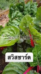 120-200 มกราคม เมล็ดสวิสชาร์ด สีแดง, ส้ม, เขียว ประเภท: เมล็ดสวิสชาร์ดคละสี