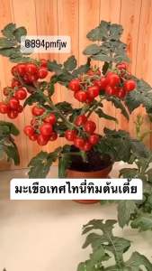 เมล็ดมะเขือเทศแคระแดงมะเขือเทศไทนี่ทิม-200เมล็ด Dwarf Potted Tomato Original ***ศึกษาวิธีการเพาะได้ในรายละเอียดสินค้า**