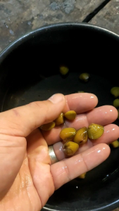 Kerang mas kerang Remis Hiasan Aquarium Aquascape pembersih aquarium Aquascape