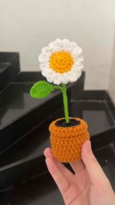 Chậu hoa cúc mini để bàn