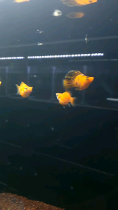 Balloon Molly /Ornamental fish/Freshwater/Readystock