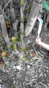 Dorit Baja Potong Kayu & Rumput Liar: Panduan Lengkap\\n\\n Apa Itu Dorit Baja Potong Kayu?\\n\\nDorit baja potong kayu adalah alat yang terbuat dari baja yang kuat dan tahan lama, dirancang khusus untuk memotong kayu, bambu, dan rumput liar dengan mudah dan efisien. Alat ini sangat berguna bagi mereka yang memiliki kebun atau taman dan perlu menjaga kebersihan dan kesehatan tanaman mereka.\\n\\n Fungsi Dorit Baja Potong Kayu\\n\\nFungsi utama dari dorit baja potong kayu adalah untuk memotong kayu, bambu, dan rumput liar dengan mudah dan efisien. Alat ini juga dapat digunakan untuk membersihkan area taman atau kebun dari pohon-pohon kecil atau batang-batang yang tidak diinginkan.\\n\\n Kelebihan Dorit Baja Potong Kayu\\n\\nDorit baja potong kayu memiliki beberapa kelebihan, antara lain:\\n\\n- Dibuat dari baja berkualitas tinggi yang kuat dan tahan lama\\n- Desain ergonomis yang nyaman digunakan\\n- Mudah dibersihkan dan dipelihara\\n- Efektif dalam memotong kayu, bambu, dan rumput liar\\n\\n Memilih Alat Potong Tahan Air yang Tepat\\n\\nMemilih alat potong tahan air yang tepat sangat penting untuk menjaga kesehatan tanaman dan kebersihan area taman atau kebun Anda. Berikut adalah beberapa jenis alat potong tahan air yang dapat Anda pertimbangkan:\\n\\n- Dorit baja potong kayu\\n- Gergaji tangan\\n- Potongan rumput\\n\\n Mengenal Jenis-jenis Alat Potong Tahan Air\\n\\nBerikut adalah beberapa jenis alat potong tahan air yang dapat Anda pertimbangkan:\\n\\n- Dorit baja potong kayu: Alat ini dirancang khusus untuk memotong kayu, bambu, dan rumput liar.\\n- Gergaji tangan: Alat ini cocok untuk memotong batang-batang pohon kecil atau batang-batang yang tidak diinginkan.\\n- Potongan rumput: Alat ini cocok untuk memotong rumput liar atau tanaman liar lainnya.\\n\\n Tips Memilih Alat Potong Tahan Air yang Tepat\\n\\nBerikut adalah beberapa tips yang dapat Anda pertimbangkan saat memilih alat potong tahan air:\\n\\n- Pilih alat yang sesuai dengan kebutuhan Anda.\\n- Pilih alat yang mudah digunakan dan dibersihkan.\\n- Pilih alat yang tahan lama dan tidak mudah rusak.\\n\\n Cara Menggunakan Dorit Baja Potong Kayu dengan Benar\\n\\nBerikut adalah langkah-langkah penggunaan dorit baja potong kayu dengan benar:\\n\\n1. Pastikan alat sudah siap digunakan dan dalam kondisi baik.\\n2. Tempatkan alat pada posisi yang aman dan stabil.\\n3. Gunakan alat dengan hati-hati dan perlahan-lahan.\\n4. Bersihkan alat setelah selesai digunakan.\\n\\n Langkah-langkah Penggunaan Dorit Baja Potong Kayu\\n\\nBerikut adalah langkah-langkah penggunaan dorit baja potong kayu dengan benar:\\n\\n1. Pastikan alat sudah siap digunakan dan dalam kondisi baik.\\n2. Tempatkan alat pada posisi yang aman dan stabil.\\n3. Gunakan alat dengan hati-hati dan perlahan-lahan.\\n4. Bersihkan alat setelah selesai digunakan.\\n\\n Keamanan saat Menggunakan Dorit Baja Potong Kayu\\n\\nBerikut adalah beberapa hal yang perlu diperhatikan saat menggunakan dorit baja potong kayu:\\n\\n- Gunakan alat dengan hati-hati dan perlahan-lahan.\\n- Jangan gunakan alat saat sedang hujan atau area basah.\\n- Jangan biarkan anak-anak atau hewan peliharaan dekat dengan alat saat digunakan.\\n\\n Mempelajari Peralatan Taman & Hortikultura Lainnya\\n\\nSelain dorit baja potong kayu, ada beberapa peralatan taman dan hortikultura lainnya yang dapat Anda pertimbangkan untuk memudahkan pekerjaan Anda. Berikut adalah beberapa contohnya:\\n\\n- Alat potong bambu rumput\\n- Alat tukang tahan lama\\n\\n Alat Potong Bambu Rumput\\n\\nAlat potong bambu rumput adalah alat yang dirancang khusus untuk memotong bambu dan rumput liar. Alat ini sangat berguna bagi mereka yang memiliki kebun atau taman dan perlu menjaga kebersihan dan kesehatan tanaman mereka.\\n\\n Alat Tukang Tahan Lama\\n\\nAlat tukang tahan lama adalah alat yang dirancang khusus untuk memudahkan pekerjaan tukang. Alat ini sangat berguna bagi mereka yang memiliki kebun atau taman dan perlu menjaga kebersihan dan kesehatan tanaman mereka.\\n\\n Perawatan & Pemeliharaan Dorit Baja Potong Kayu\\n\\nBerikut adalah beberapa langkah yang dapat Anda lakukan untuk membersihkan dan menyimpan dorit baja potong kayu dengan aman:\\n\\n- Bersihkan alat setelah selesai digunakan.\\n- Simpan alat di tempat yang aman dan kering.\\n\\n Cara Membersihkan Dorit Baja Potong Kayu\\n\\nBerikut adalah langkah-langkah yang dapat Anda lakukan untuk membersihkan dorit baja potong kayu:\\n\\n1. Bersihkan alat dengan air bersih.\\n2. Lap alat dengan kain kering.\\n3. Simpan alat di tempat yang aman dan kering.\\n\\n Cara Menyimpan Dorit Baja Potong Kayu dengan Aman\\n\\nBerikut adalah langkah-langkah yang dapat Anda lakukan untuk menyimpan dorit baja potong kayu dengan aman:\\n\\n1. Simpan alat di tempat yang aman dan kering.\\n2. Jangan biarkan alat terkena air atau debu.\\n3. Simpan alat di tempat yang mudah dijangkau ketika dibutuhkan.\"\n}\nNote: I have simplified the content of the background introduction, ensuring the main body contains the bulk of detailed content.