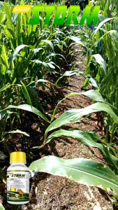 SAGRI STORM Herbisida Selektif Jagung dengan 3 Bahan Aktif Basmi Gulma Hingga Akarnya