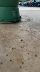 สารกำจัดแมลงวัน ฟลาย-การ์ด