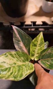 อาหารทางใบ ฉีดพ่นใบ Aura Plus #โชคเก้าชั้น 500ml - ปูกุลเมียกมาก