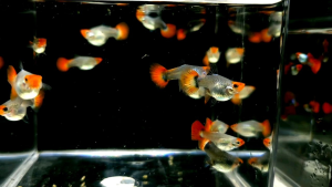 Short Body Red Koi Guppy Balloon (Female) / 短身红头孔雀鱼 (母)