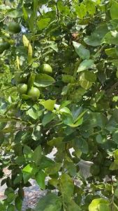 มะนาว ออร์แกนิค แป้น พิจิตร เนื้อแน่น น้ำเยอะ กลิ่นหอม กิโลกรัมละ 9 บาท เท่านั้น