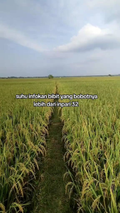Benih bibit padi INPARI 32 JUMBO kemasan 1KG