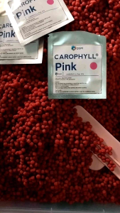 Pelet Ikan Louhan Merah Jenong Berkualitas Tinggi dengan Astaxanthin dan Carophyll Pink