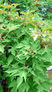 Daun Insulin & Kipahit Segar 500g: Bahan Alami Untuk Diet