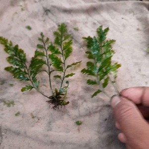 bolbitis heudoloti tanaman aquascape kita jual per daun yah kaka