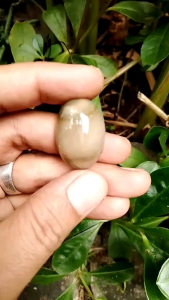 Batu akik Parang ijo