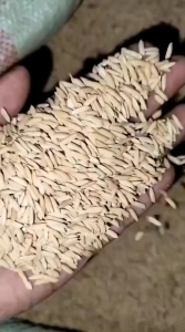 Bibit Padi Jasmine Thailand Kemasan 5kg (COD)