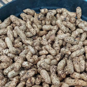 เซ็นอัพเดท พร้อมส่ง ถั่วลิสง ดิบ สด พร้อมต้ม หรือเก็บ เป็นเมล็ดพันธุ์ สดจากไร่ ออแกรนิค ปลอดสาร ปลอดภัย น้ำหนัก 1 กิโลกรัม #ถั่วลิสง#ถั่วอบ#ถั่วตากแห้ง