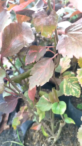 Acalypha Wilkesiana Plant