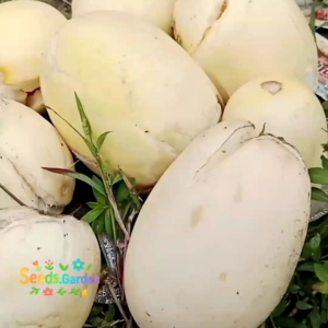 [TERLARIS] BIJI/BENIH TANAMAN TIMUN SURI  PUTIH