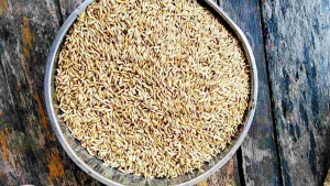 BENIH PADI AGT 303 Super Unggul Netto 5kg