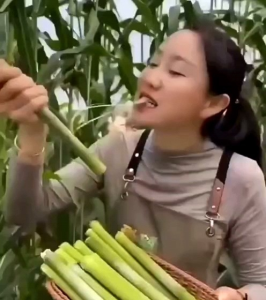 (-+250 butir) Benih tanaman sorgum manis import [kemasan pabrik]